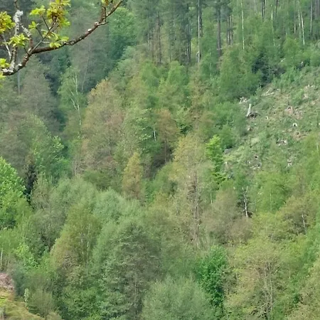 Der Gimpel هارتسغروده